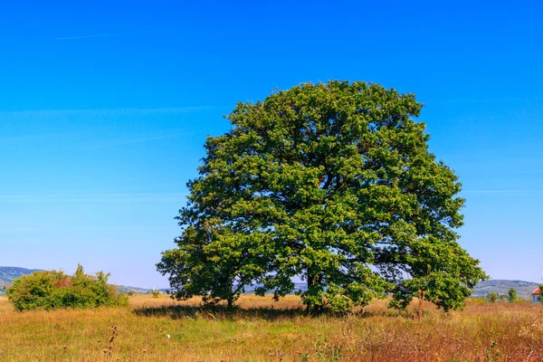 Árbol de roble solitario en el prado — Foto de Stock