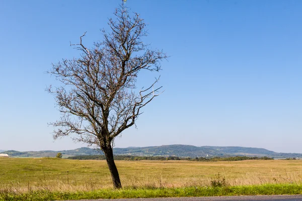 Árbol solitario en el prado — Foto de Stock