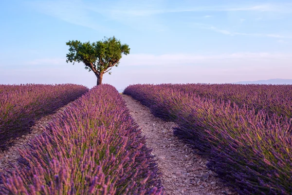 Lavendel fält sommar solnedgång — Stockfoto