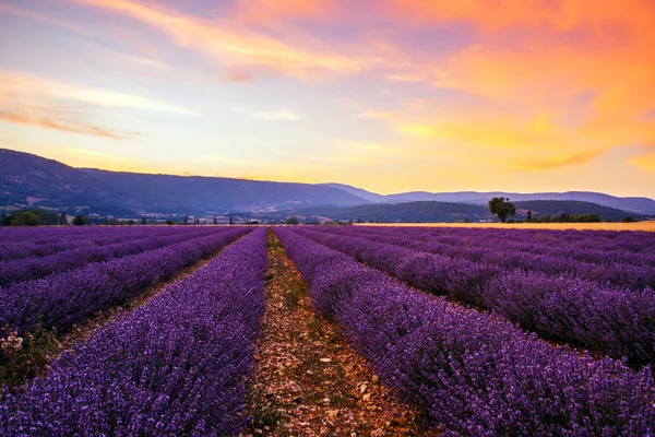 Lavendel fält sommar solnedgång — Stockfoto