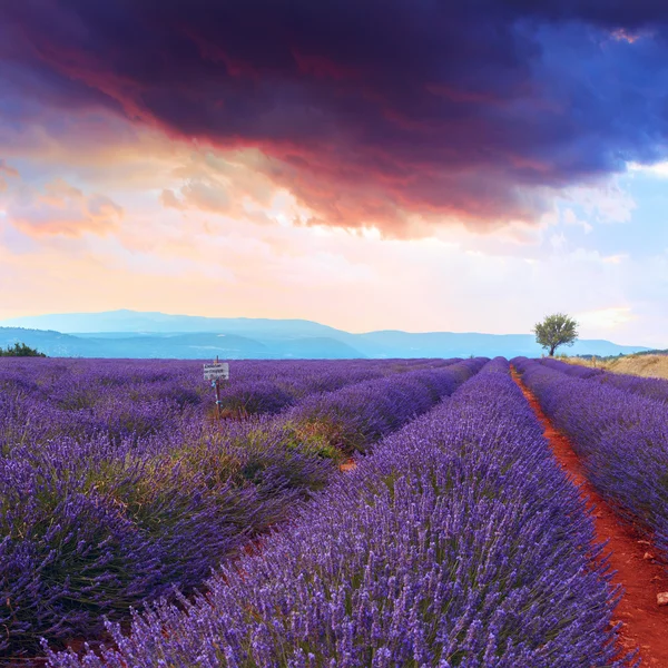 Lavendel fält sommar solnedgång — Stockfoto