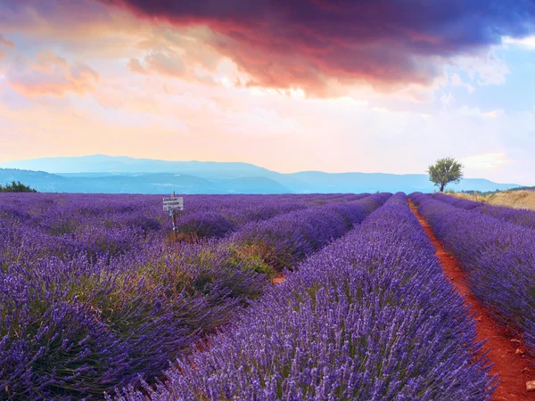 Campo de lavanda puesta de sol de verano —  Fotos de Stock