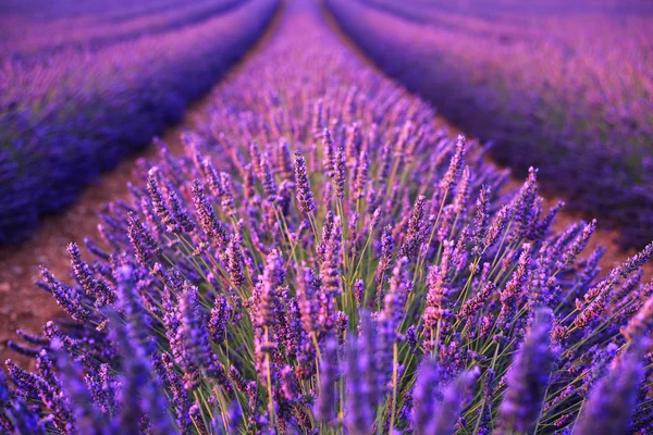 Campo de lavanda en el verano — Foto de Stock