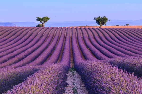 Lavendel fält i sommar-Frankrike — Stockfoto