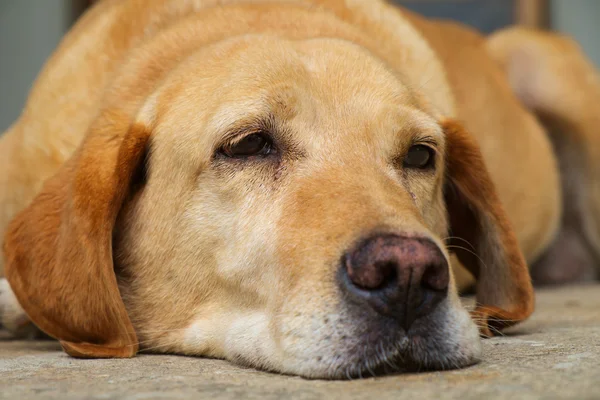 Sárga labrador Vizsla hazudik szabadtéri — Stock Fotó