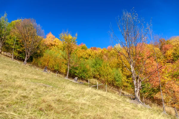 Paisagem de outono colorido nas montanhas dos Cárpatos — Fotografia de Stock