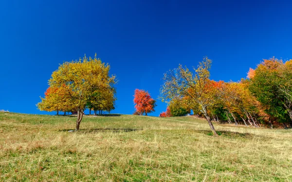 Árboles de otoño en Transilvania — Foto de Stock