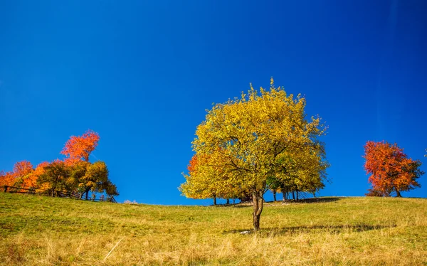 Alberi di autunno in Transilvania — Foto Stock