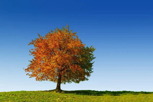 Árboles de otoño en Transilvania — Foto de Stock