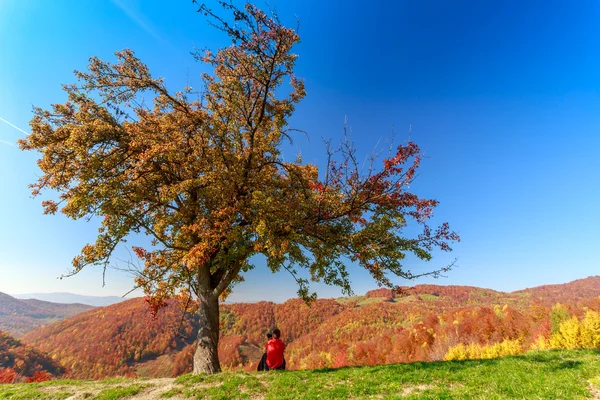 Árvores de outono em Transilvânia — Fotografia de Stock