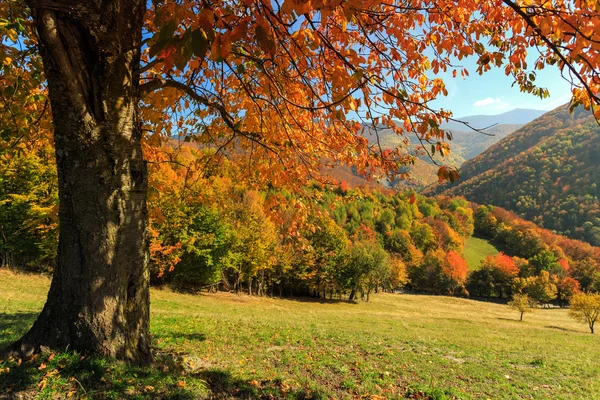 Transilvanya sonbahar ağaçlarda — Stok fotoğraf