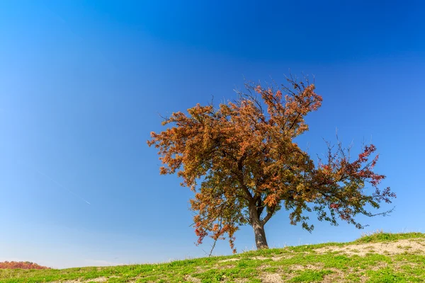 Herbstbäume in Transsilvanien — Stockfoto