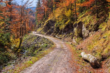 sarma renkli orman patika