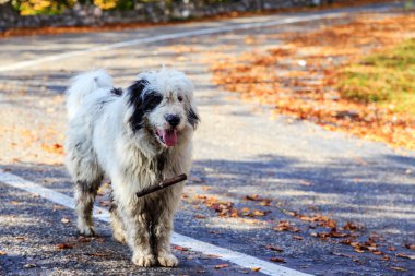 köpekler koyun Dağı mera üzerinde koruyun