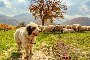köpekler koyun Dağı mera üzerinde koruyun