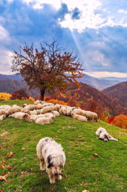köpekler koyun Dağı mera üzerinde koruyun