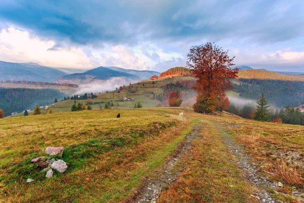 多彩的秋景在罗马尼亚的早晨 — 图库照片