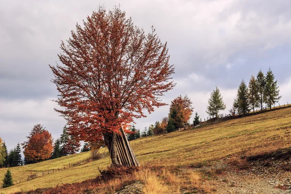 Morgon i färgglada Höstlandskap i Rumänien — Stockfoto