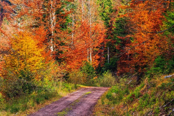 Μονοπάτι που διασχίζει πολύχρωμο δάσος — Φωτογραφία Αρχείου