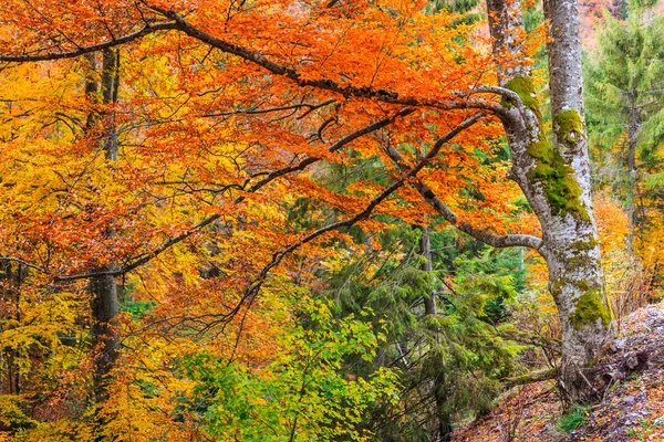 Autumn forest In Romania — Stock Photo, Image