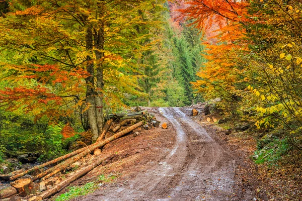 Voetpad wikkelen door kleurrijke bos — Stockfoto