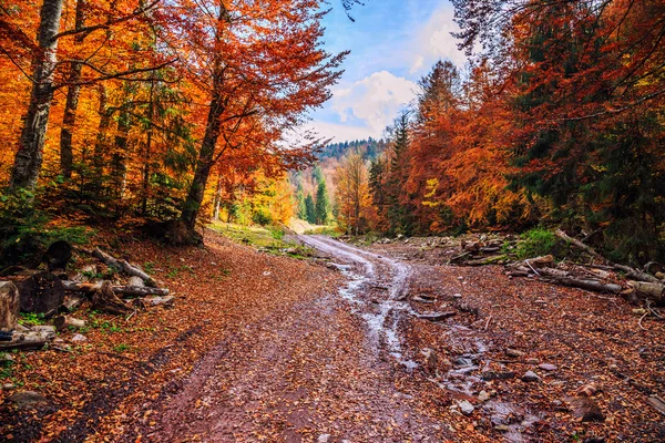 Sentiero tortuoso attraverso la foresta colorata — Foto Stock