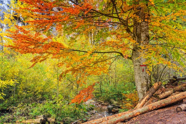 Floresta de outono na Romênia — Fotografia de Stock