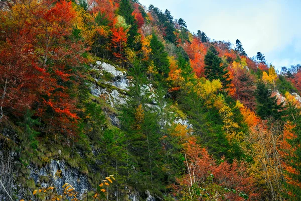 Bosque de otoño en Rumania — Foto de Stock