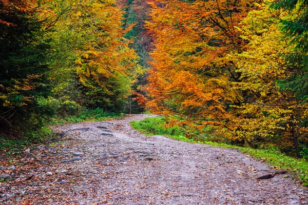 Passarela sinuosa através de floresta colorida — Fotografia de Stock