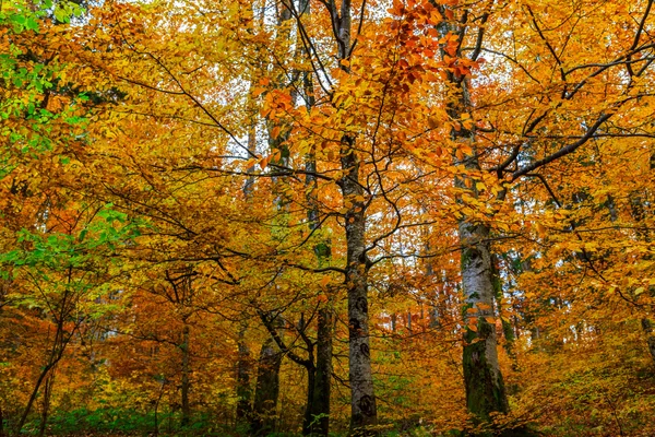 Floresta de outono na Romênia — Fotografia de Stock