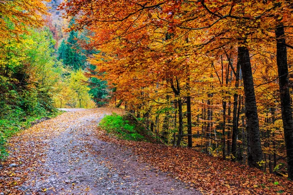 Stigen slingrar sig genom färgstarka skog — Stockfoto