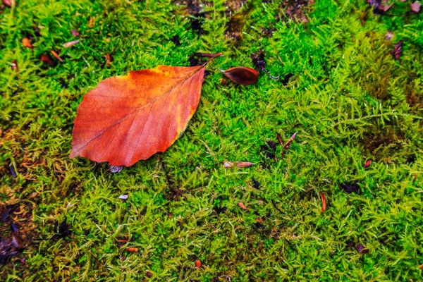 Folhas de Outono — Fotografia de Stock