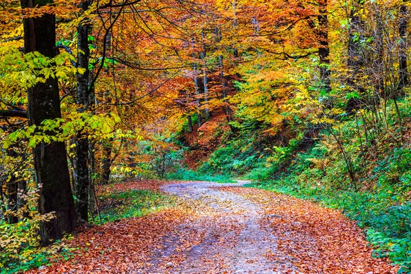 Footpath winding through colorful forest — Stock Photo, Image