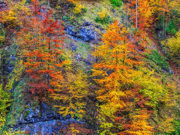 Foresta autunnale in Romania — Foto Stock