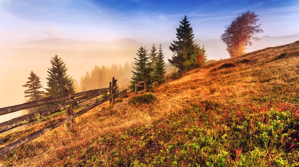 Transilvanya dağ ağaçta ile büyülü gündoğumu — Stok fotoğraf