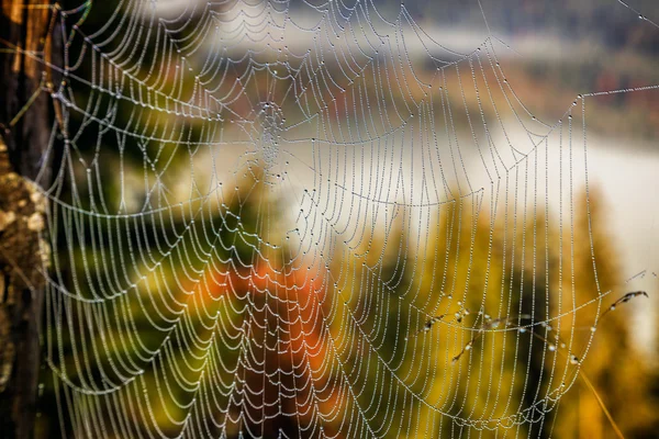 Rosée de la toile d'araignée dans la forêt — Photo