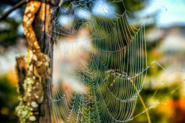 Rosée de la toile d'araignée dans la forêt — Photo