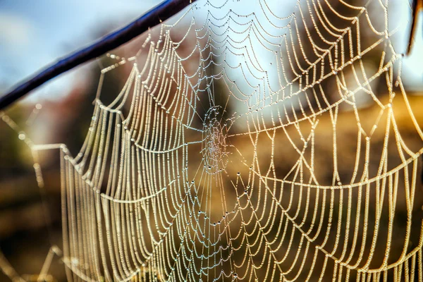 Rosée de la toile d'araignée dans la forêt — Photo