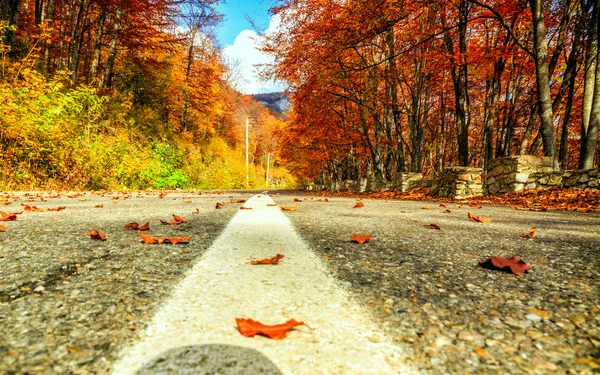 Road in autumn beech landscape — Stock Photo, Image