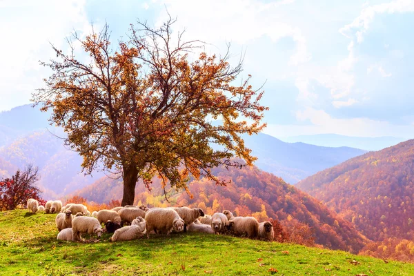 Koyun ağaç ve dramatik gökyüzü altında — Stok fotoğraf