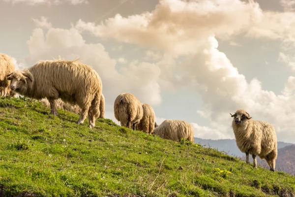 Group of sheep — Stock Photo, Image