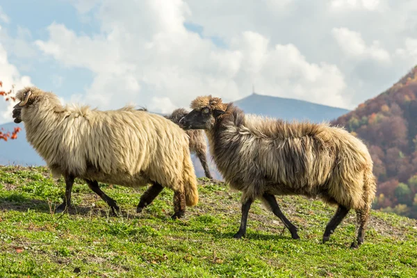 Grupo de ovinos — Fotografia de Stock