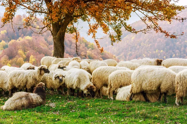 Sheep under the tree in Transylvania — Stock Photo, Image