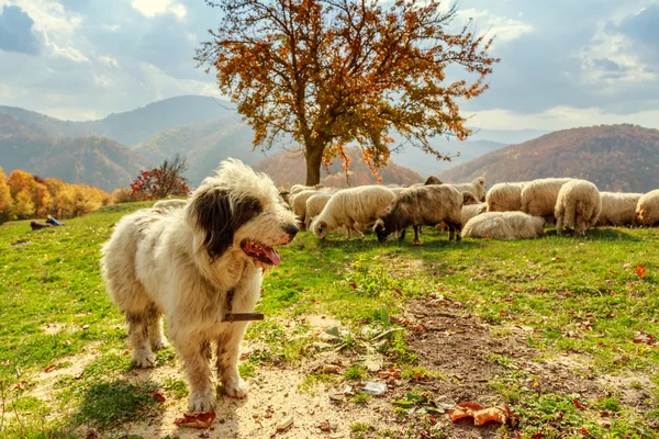 Cães guardam as ovelhas no pasto da montanha — Fotografia de Stock