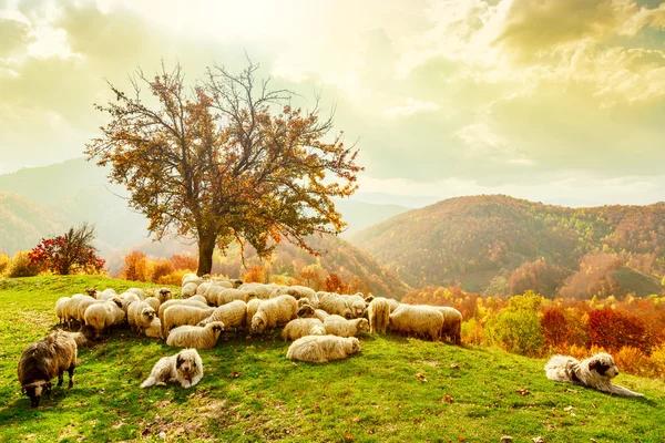 Ovejas bajo el árbol y cielo dramático —  Fotos de Stock