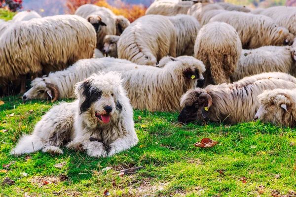 Los perros cuidan a las ovejas en el pasto de montaña — Foto de Stock