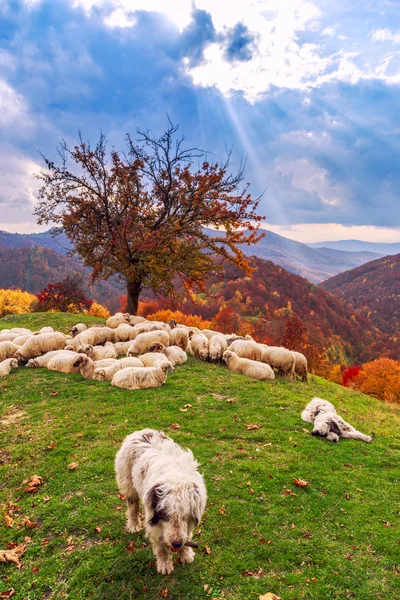 Собаки охраняют овец на горных пастбищах — стоковое фото
