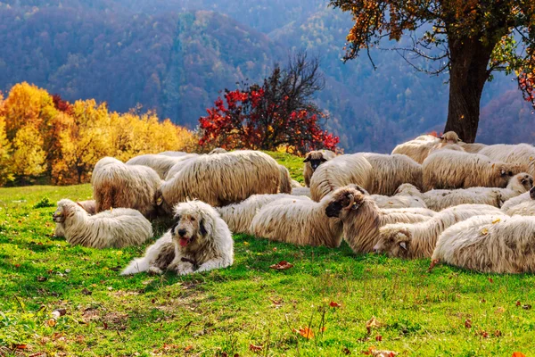 Cães guardam as ovelhas no pasto da montanha — Fotografia de Stock