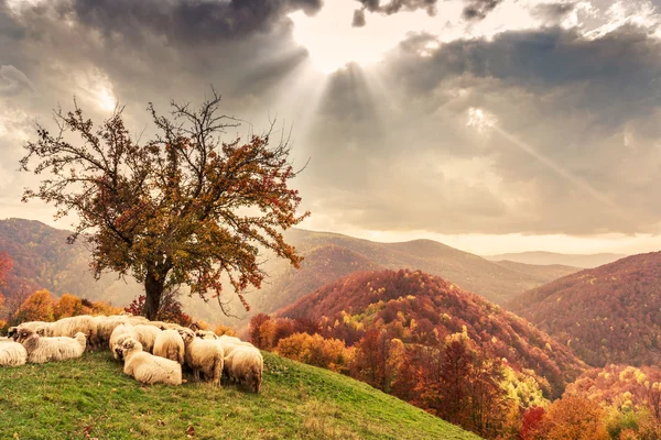 Schafe unter dem Baum und dramatischer Himmel — Stockfoto