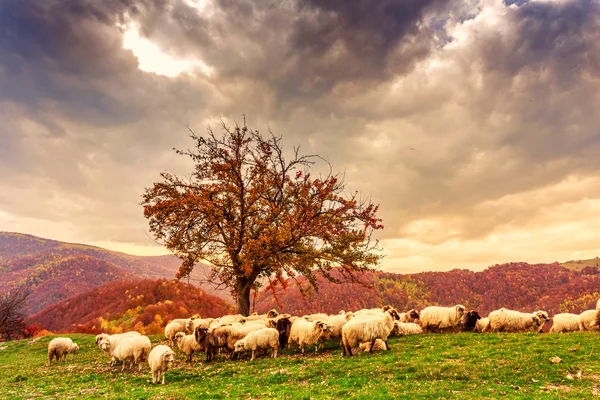 Ovejas bajo el árbol y cielo dramático —  Fotos de Stock